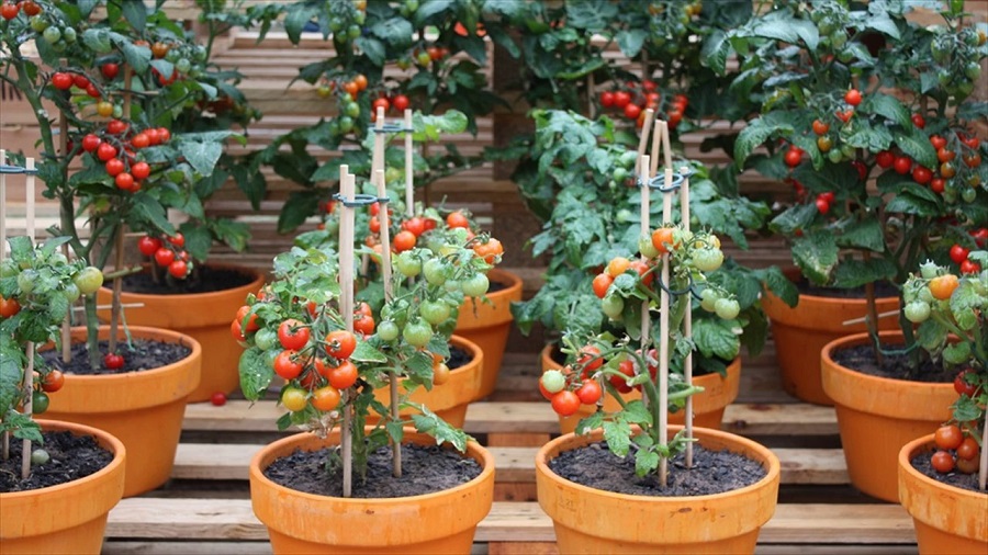 toprak saksısında domates